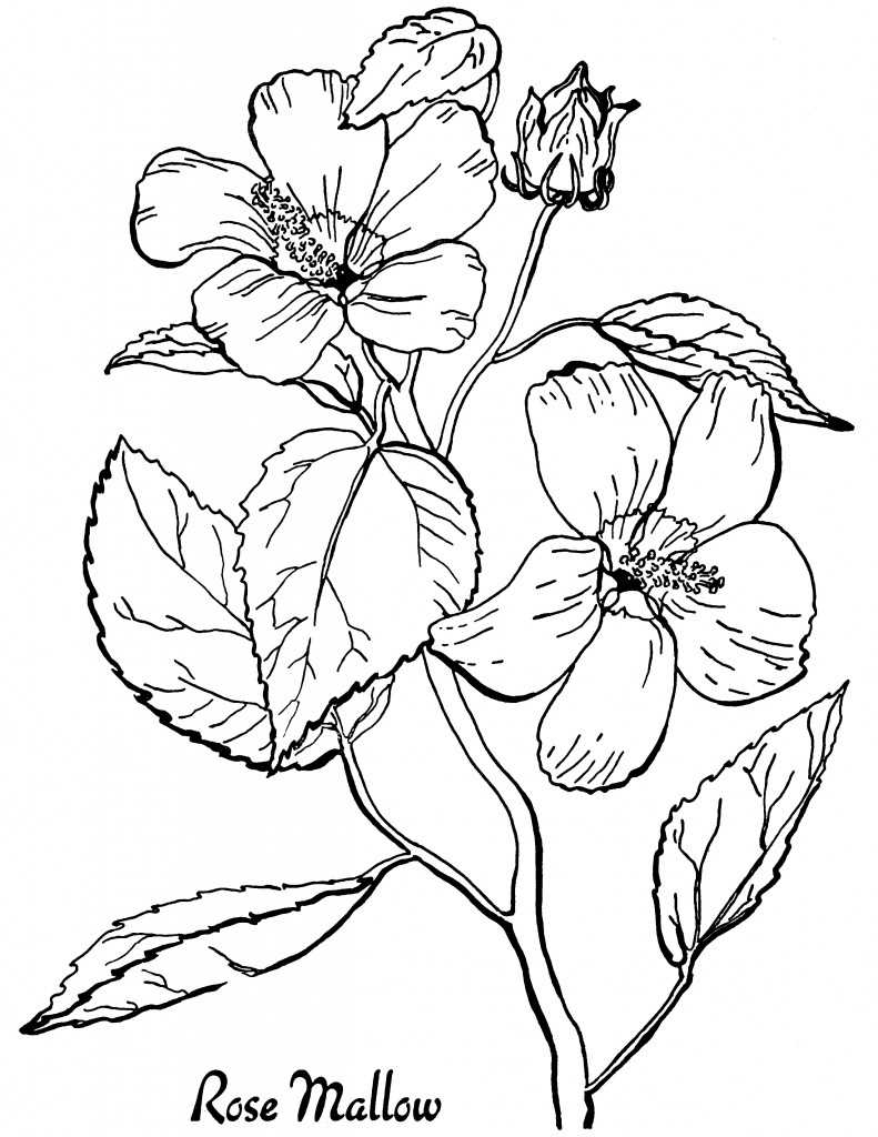 adult colouring pages printable free