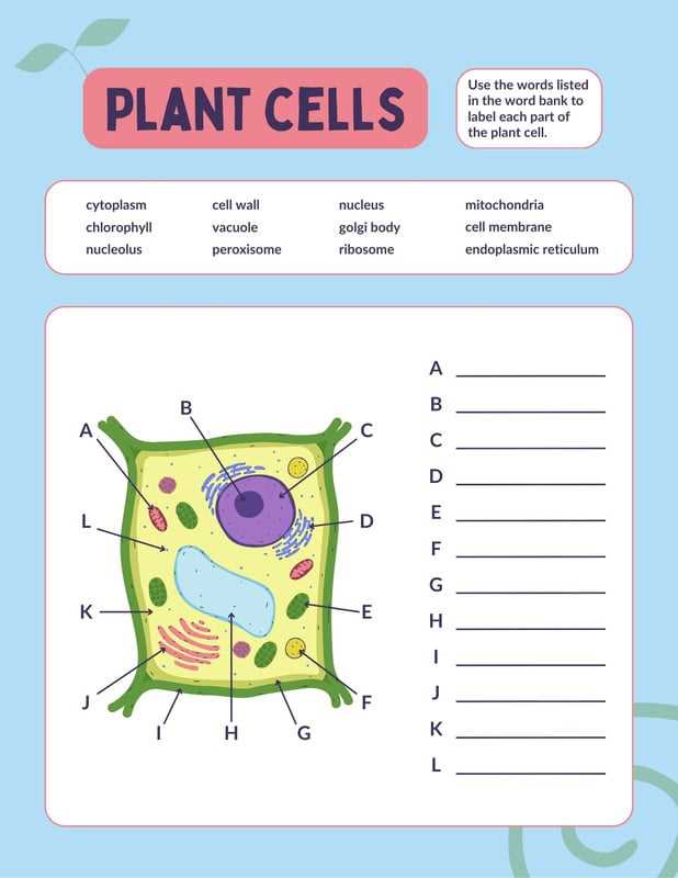 animal and plant cell diagram printable