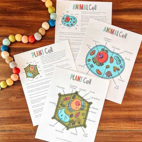 animal and plant cell diagram printable