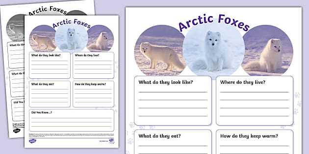 arctic fox printable arctic fox printable