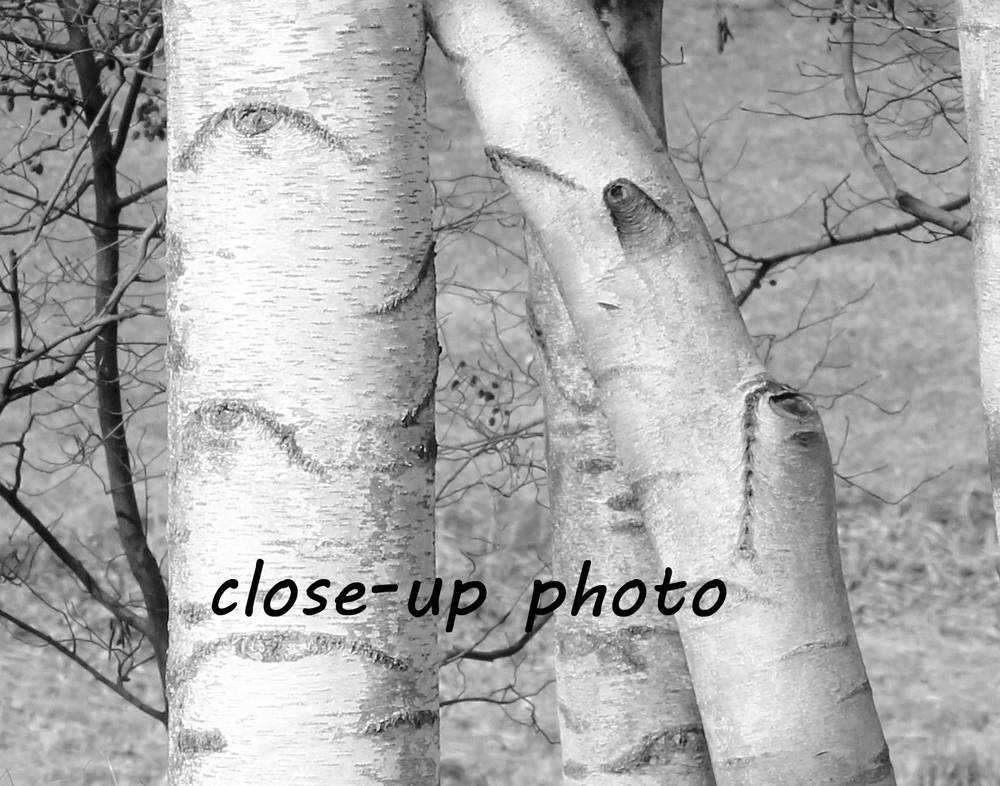 birch tree printable birch tree printable