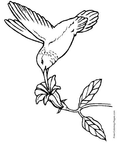 bird coloring pages free printable