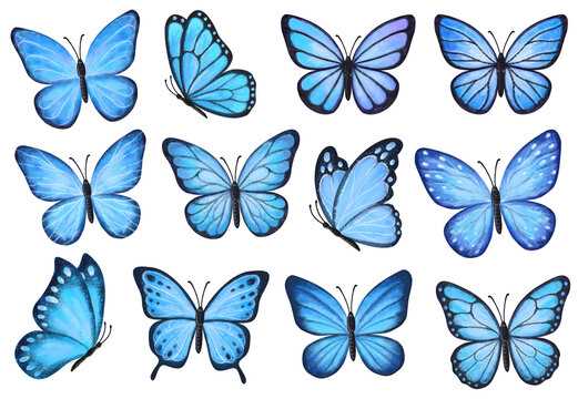 blue butterfly printable blue butterfly printable
