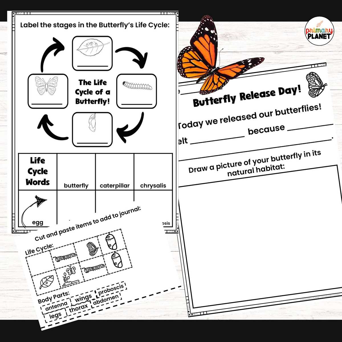 butterfly life cycle worksheet printable