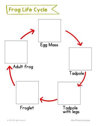 free frog life cycle printables free frog life cycle printables