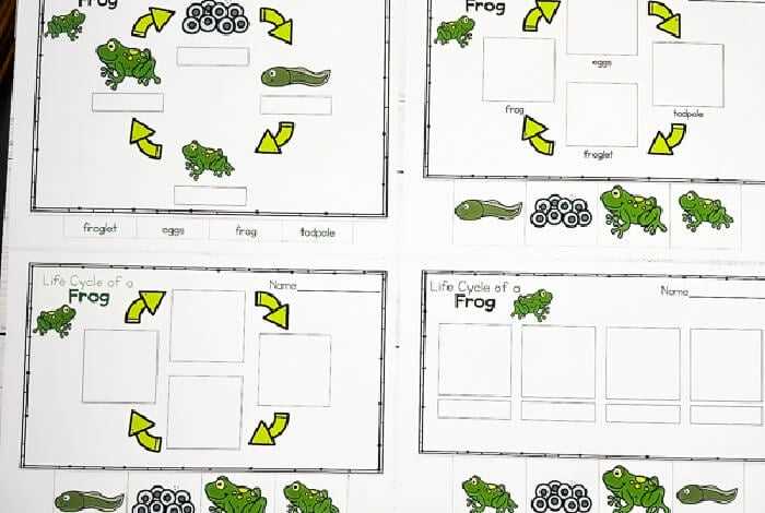 free frog life cycle printables free frog life cycle printables
