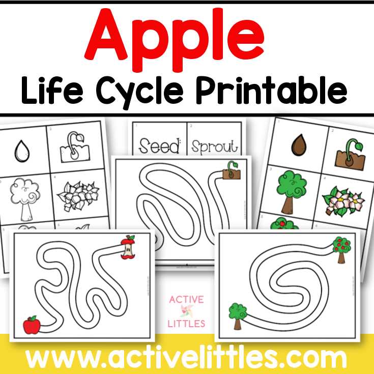 free printable apple life cycle printable