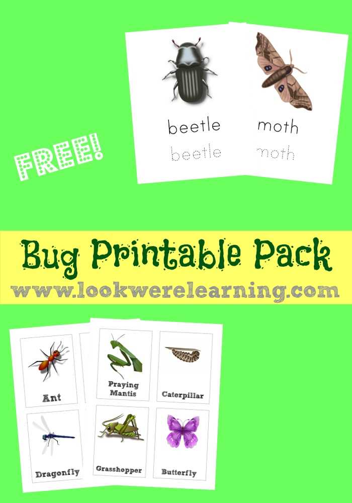 free printable insects free printable insects