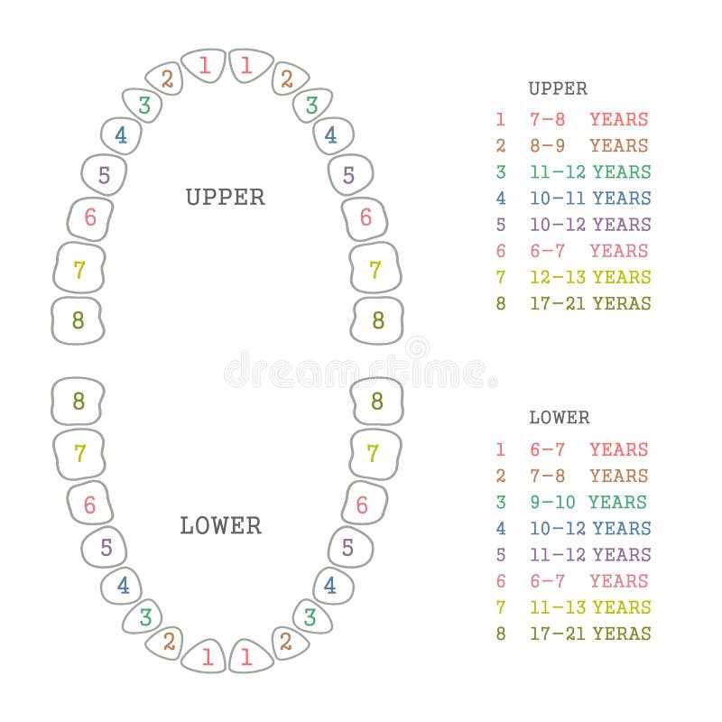 free printable teeth chart free printable teeth chart