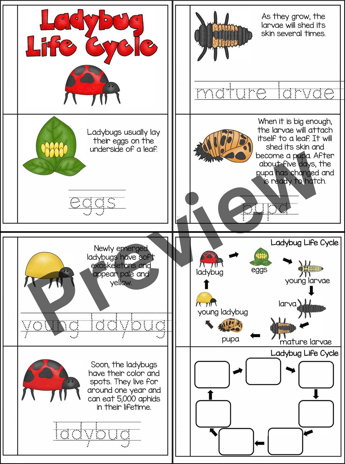 life cycle of a ladybug printable life cycle of a ladybug printable