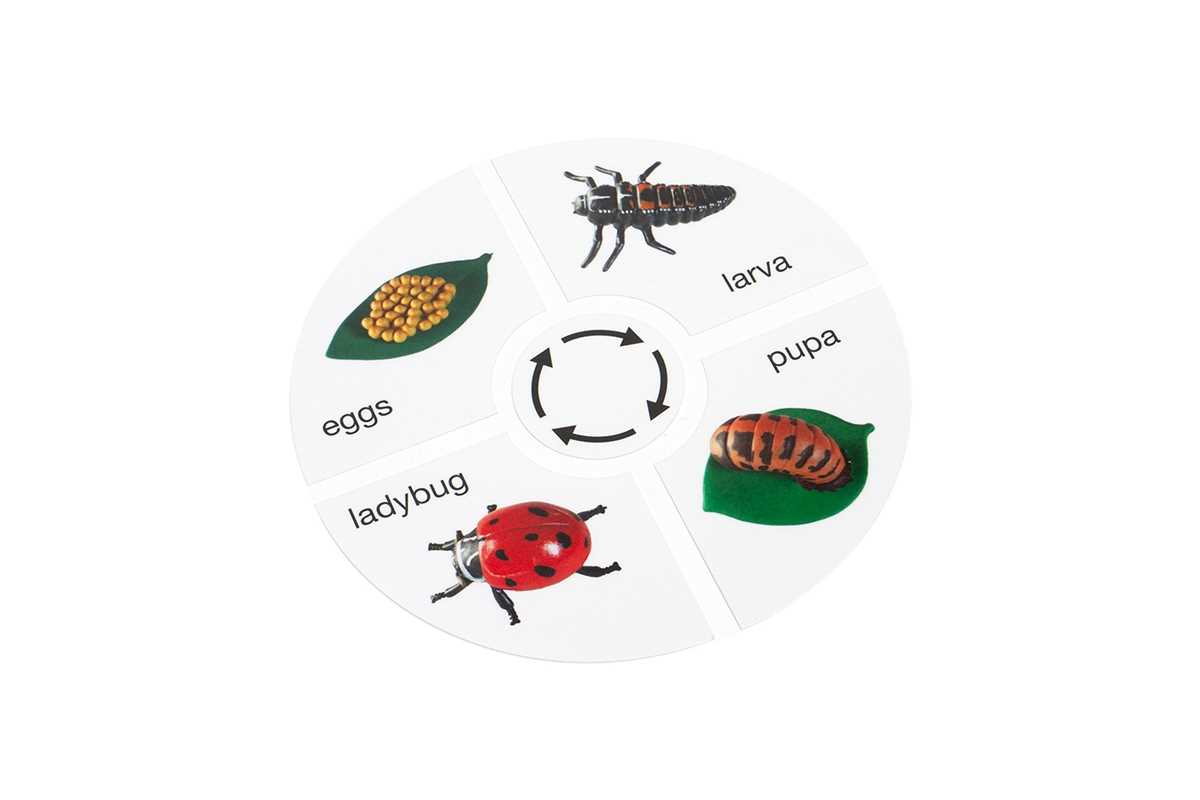 life cycle of a ladybug printable life cycle of a ladybug printable