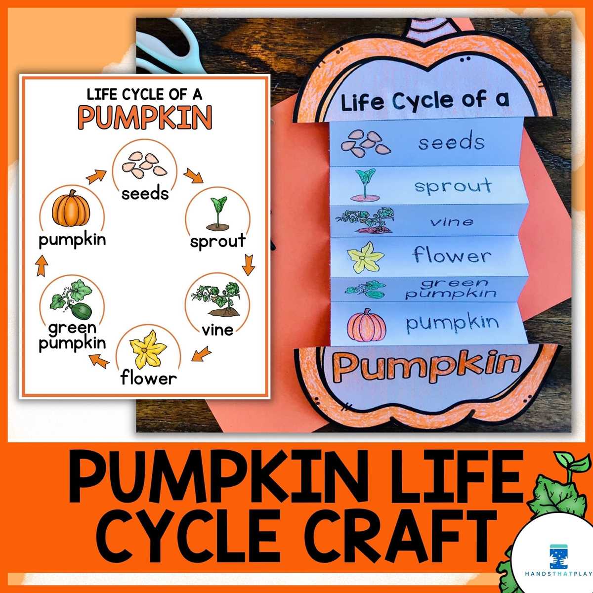 life cycle of a pumpkin printable free life cycle of a pumpkin printable free