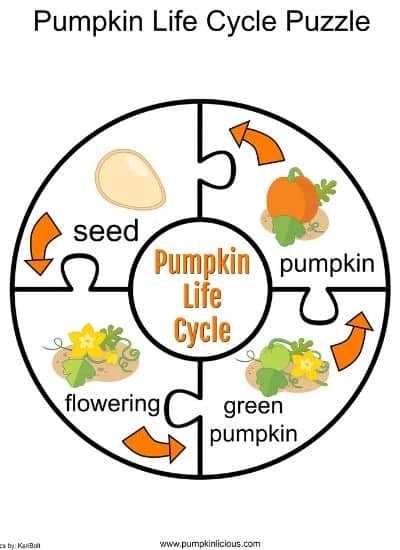 life cycle of a pumpkin printable life cycle of a pumpkin printable