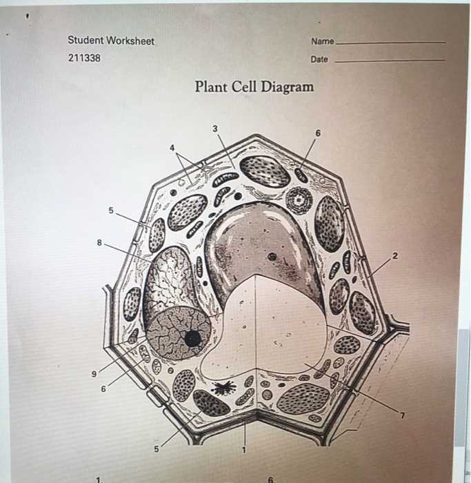 plant cell diagram printable