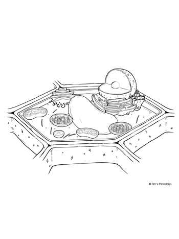 plant cell diagram printable