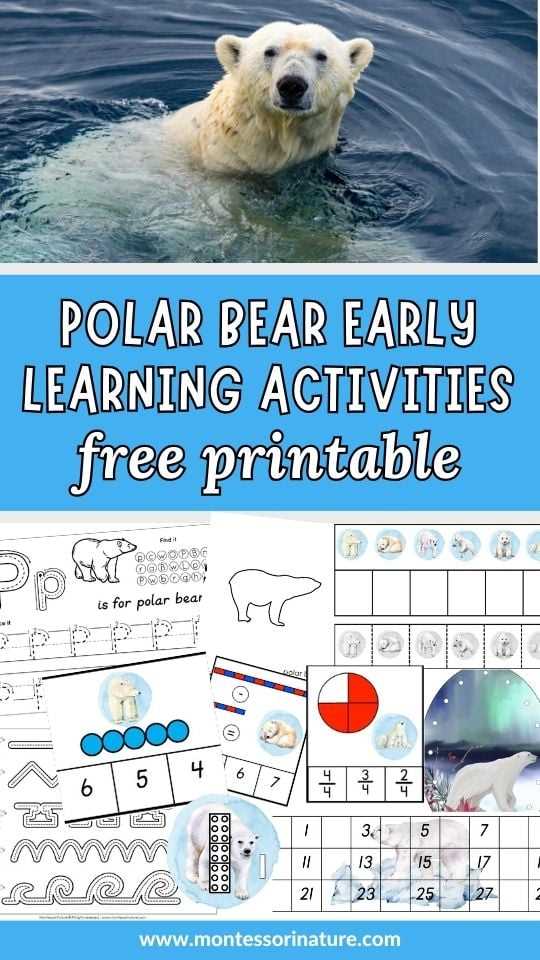 polar bear pictures printable