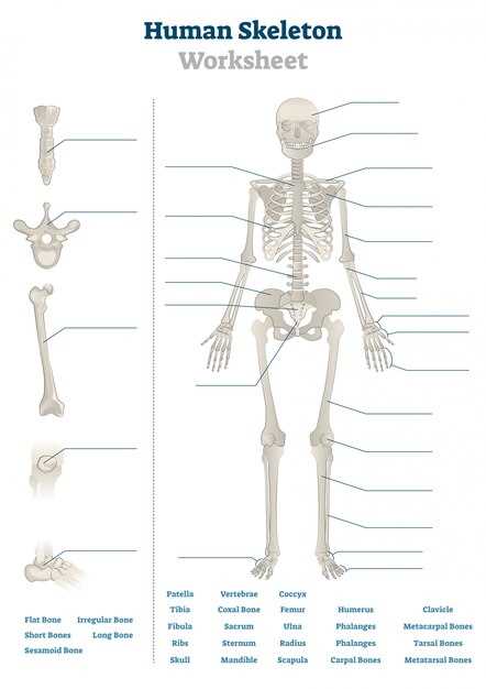 printable diagram of the human body