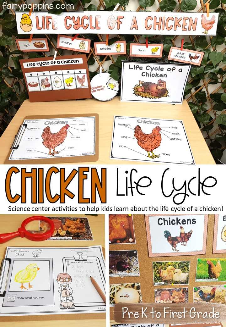 printable life cycle of a chicken printable life cycle of a chicken