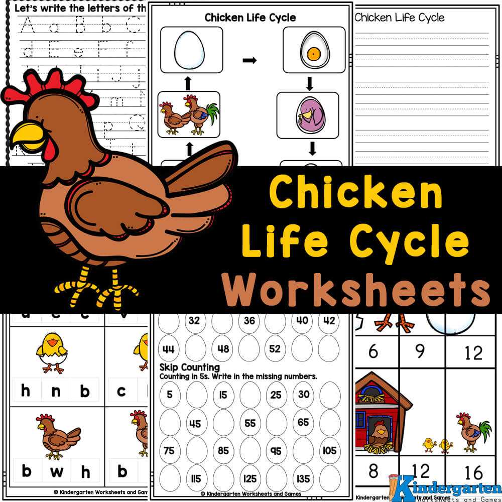 printable life cycle of a chicken printable life cycle of a chicken