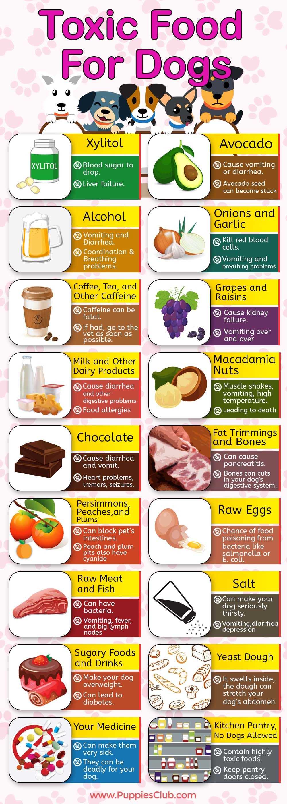 printable list of toxic foods for cats printable list of toxic foods for cats