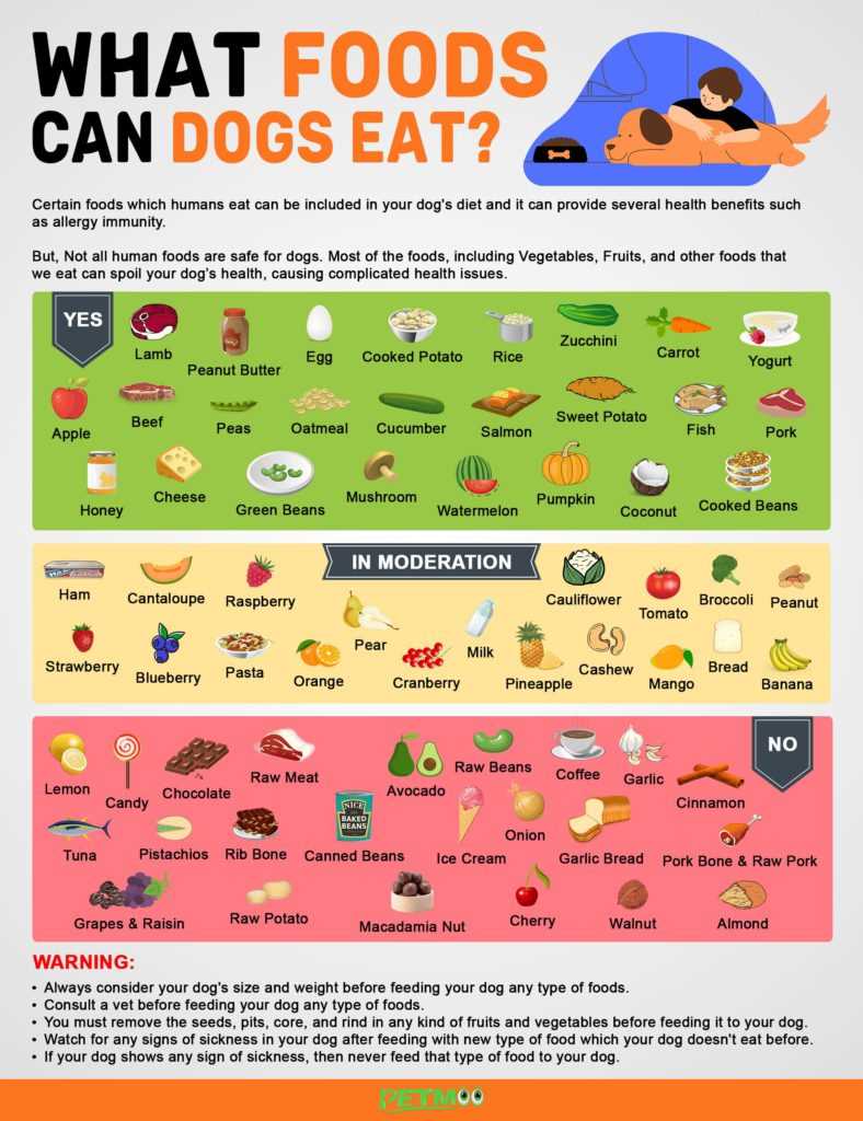 printable list of toxic foods for dogs printable list of toxic foods for dogs