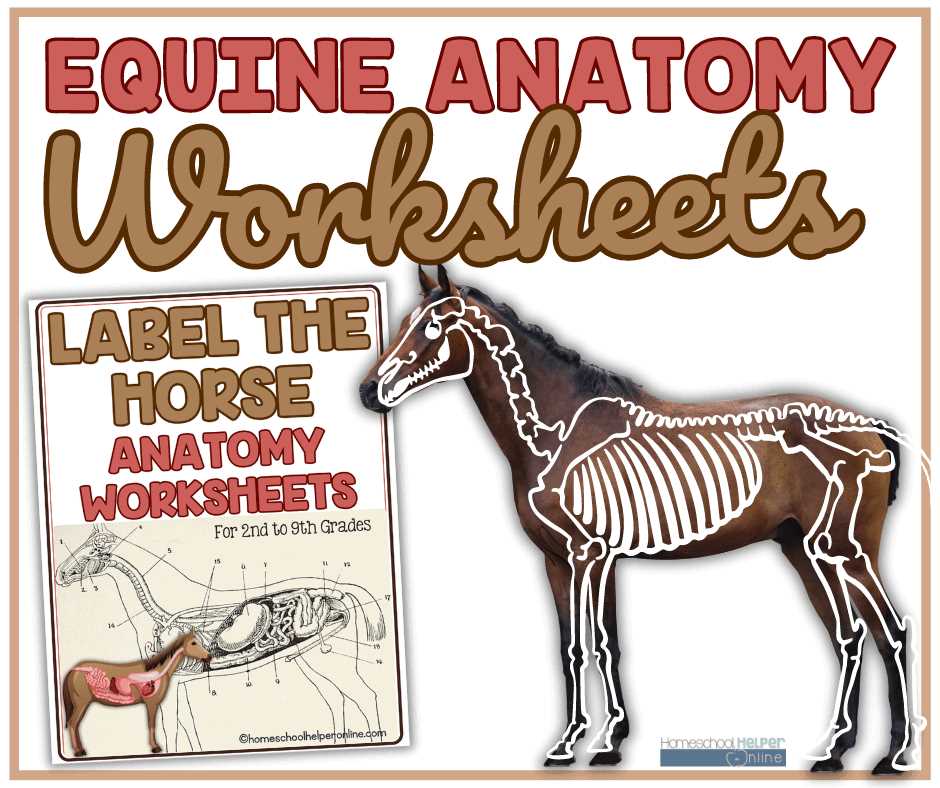 printable parts of the horse worksheet