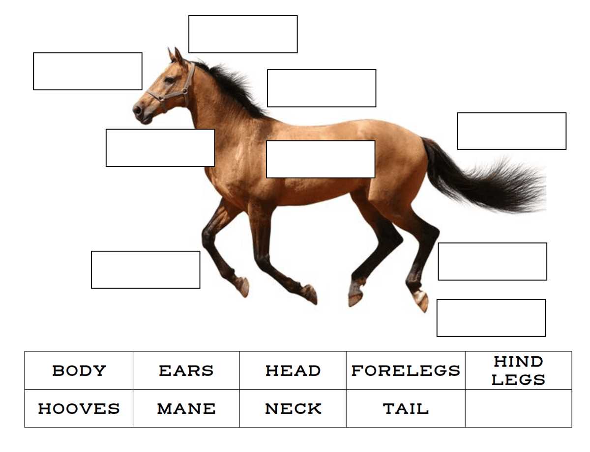 printable parts of the horse worksheet
