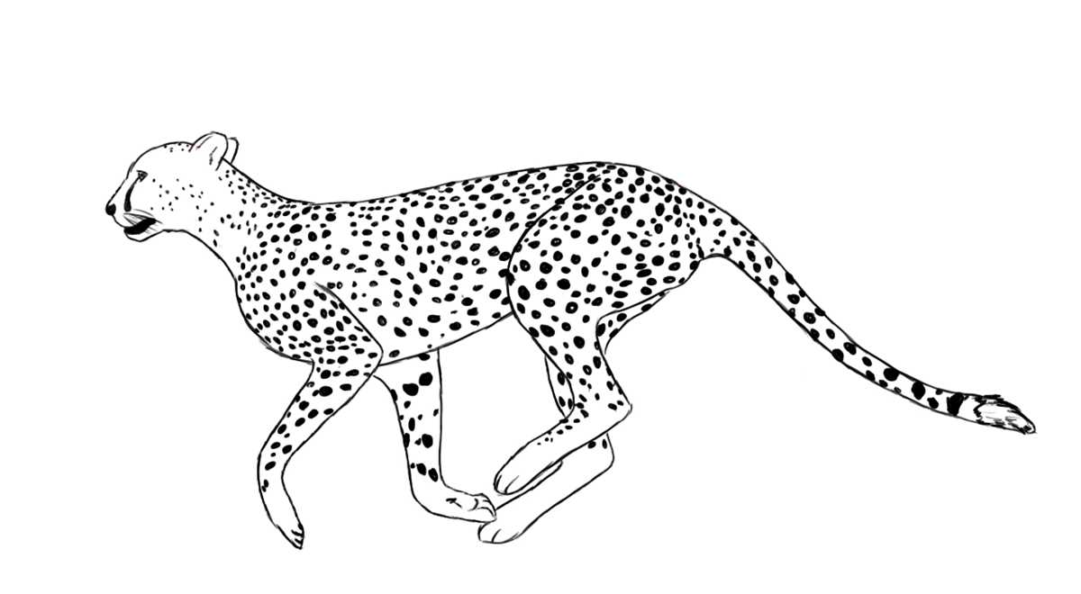 printable pictures of cheetahs printable pictures of cheetahs
