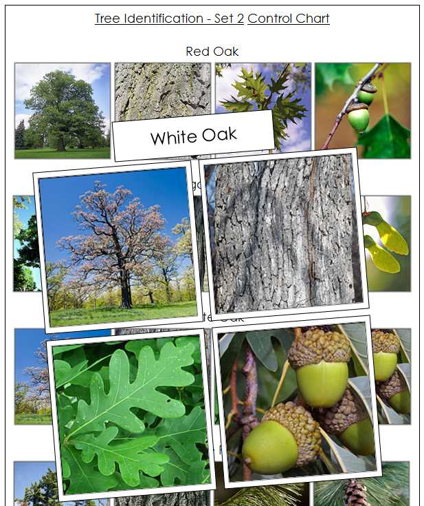 printable tree leaf identification chart printable tree leaf identification chart