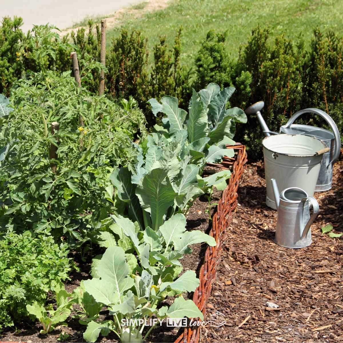 printable zone 5 planting schedule printable zone 5 planting schedule