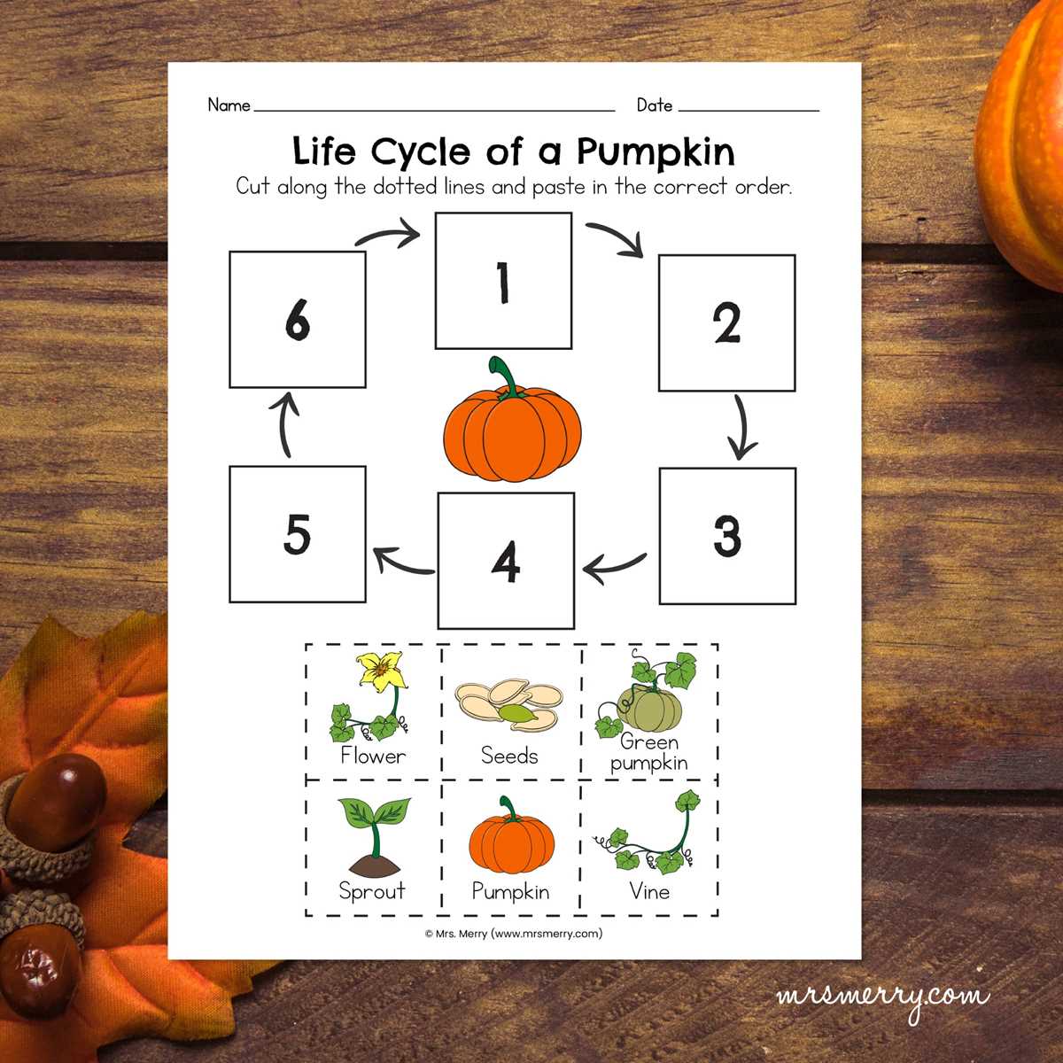 pumpkin life cycle free printable