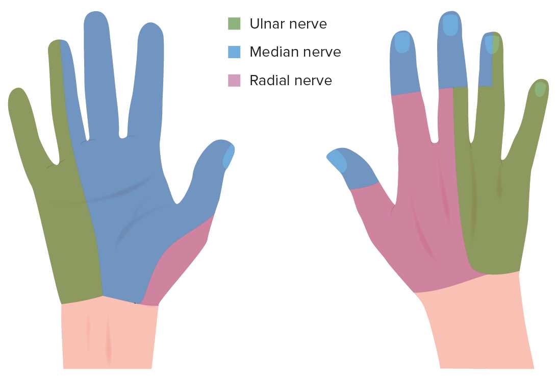 radial nerve glides printable radial nerve glides printable
