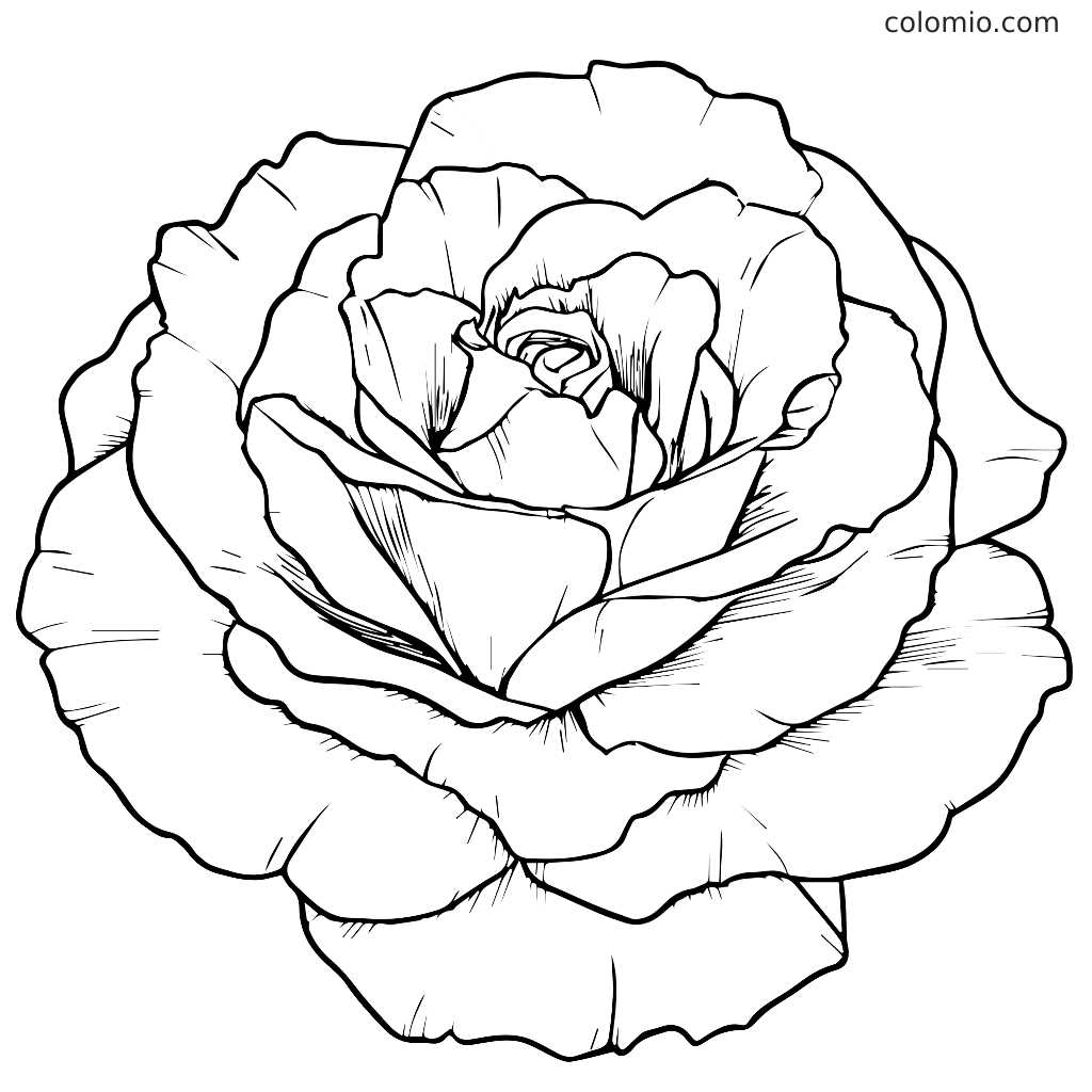 rose coloring pages printable rose coloring pages printable