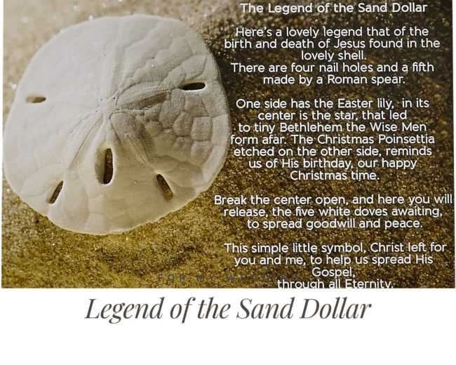 sand dollar story printable sand dollar story printable