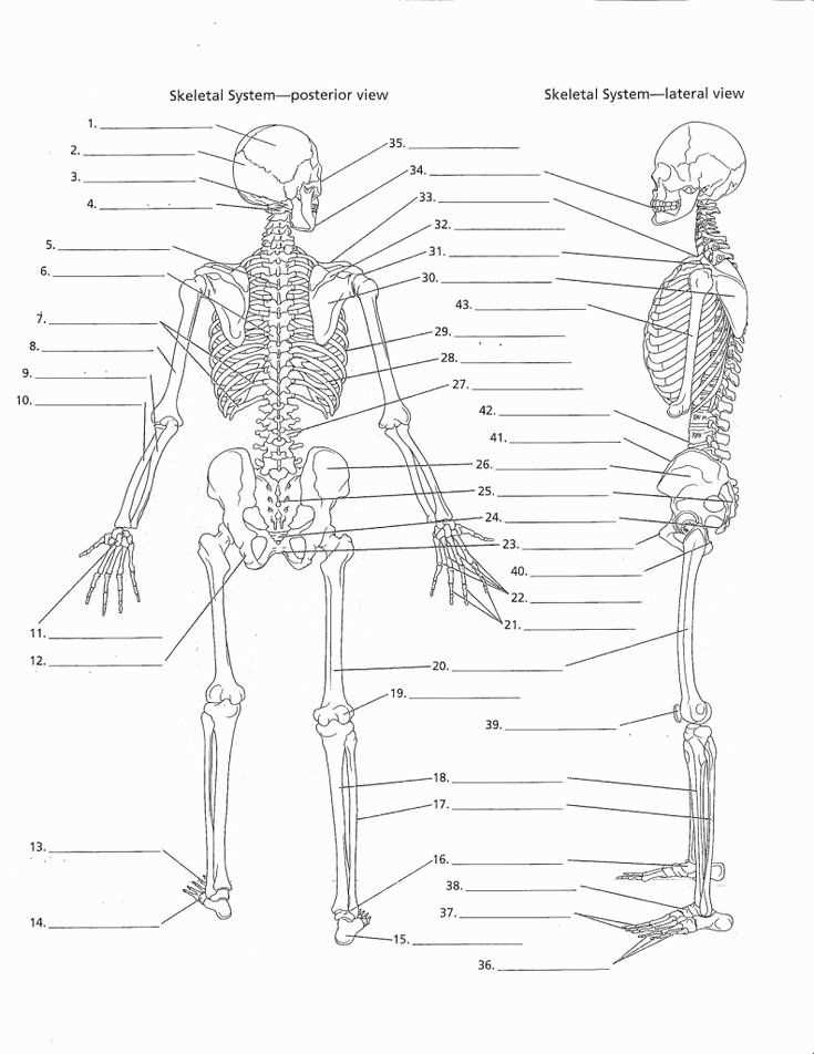 skeletal system printable worksheets skeletal system printable worksheets