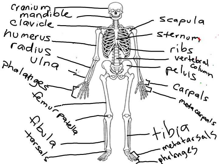 printable human skeleton diagram printable human skeleton diagram