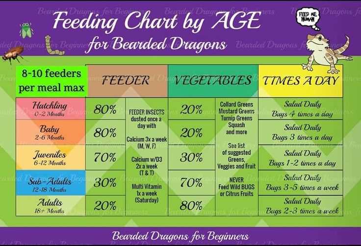 daily routine printable bearded dragon food chart