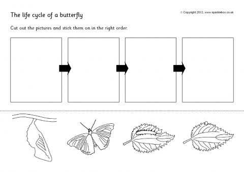 butterfly life cycle worksheet printable