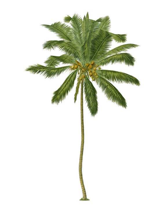 coconut tree printable coconut tree printable
