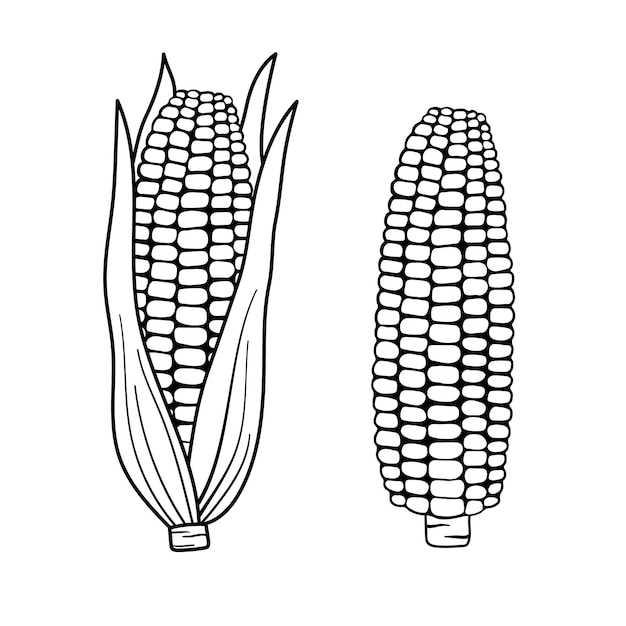 corn outline printable corn outline printable