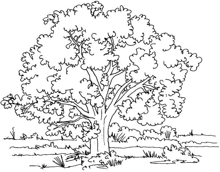 trees coloring pages printable trees coloring pages printable