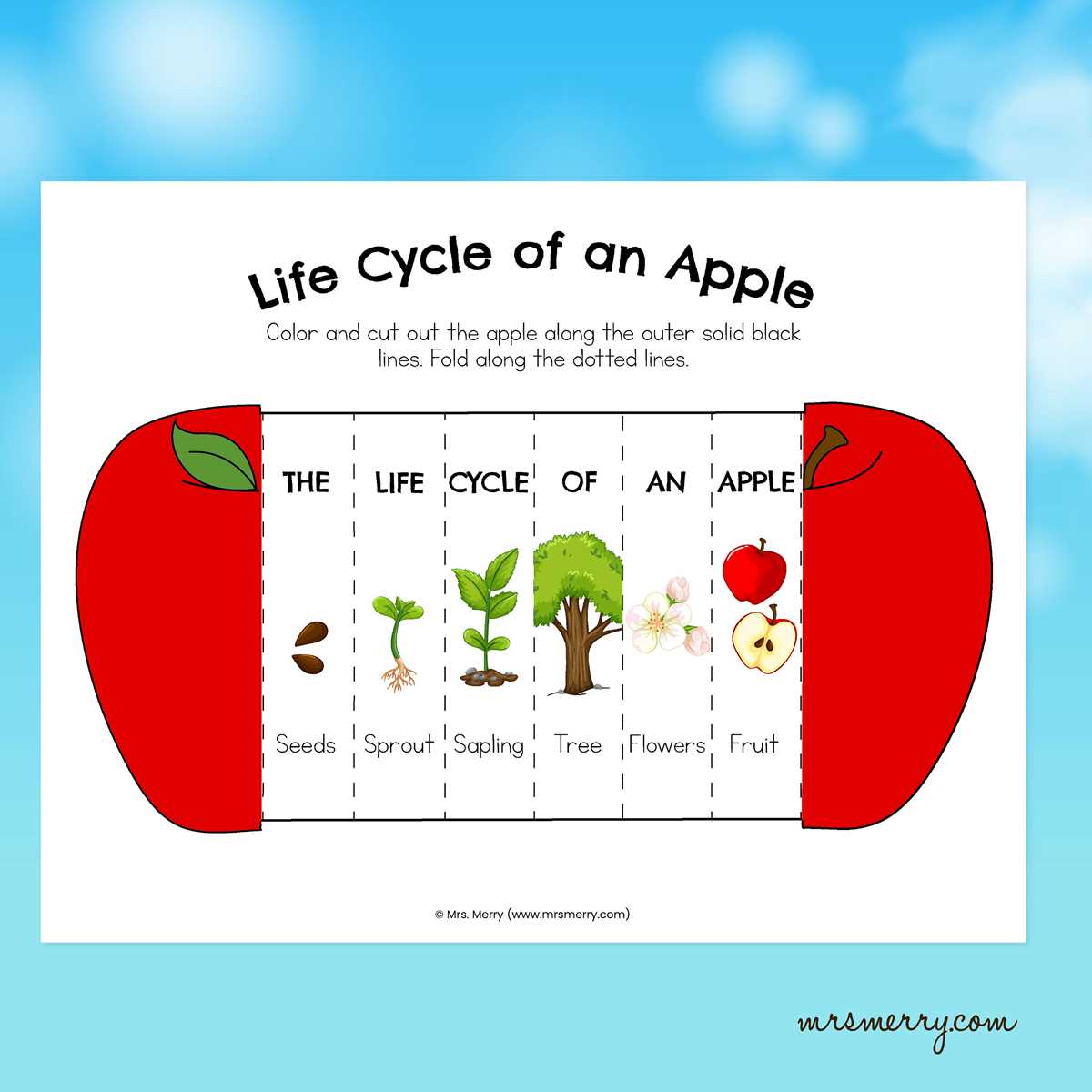 apple life cycle printable apple life cycle printable