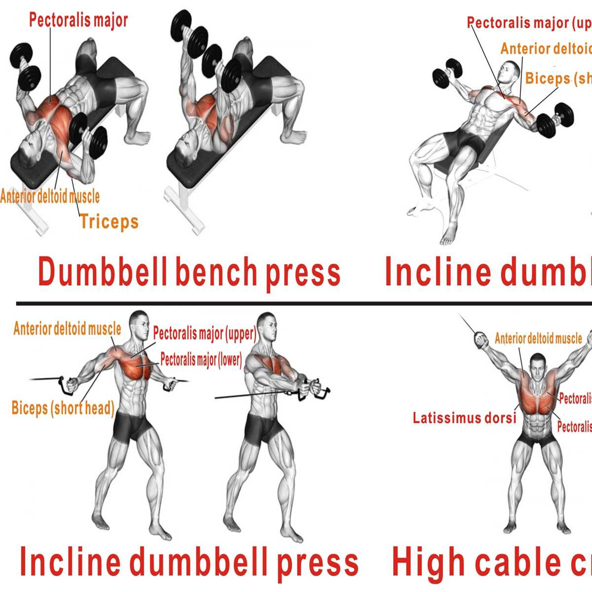 dumbbell exercises chart printable