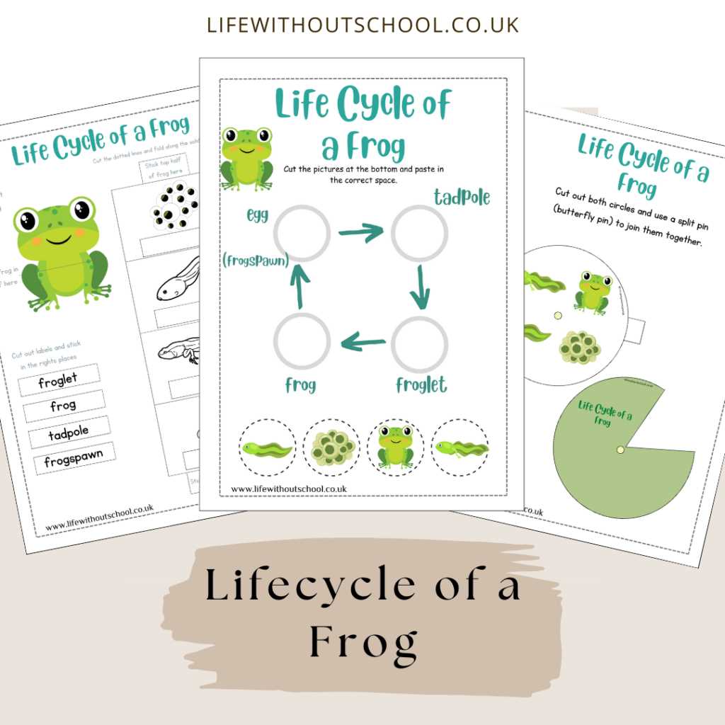 free frog life cycle printables free frog life cycle printables
