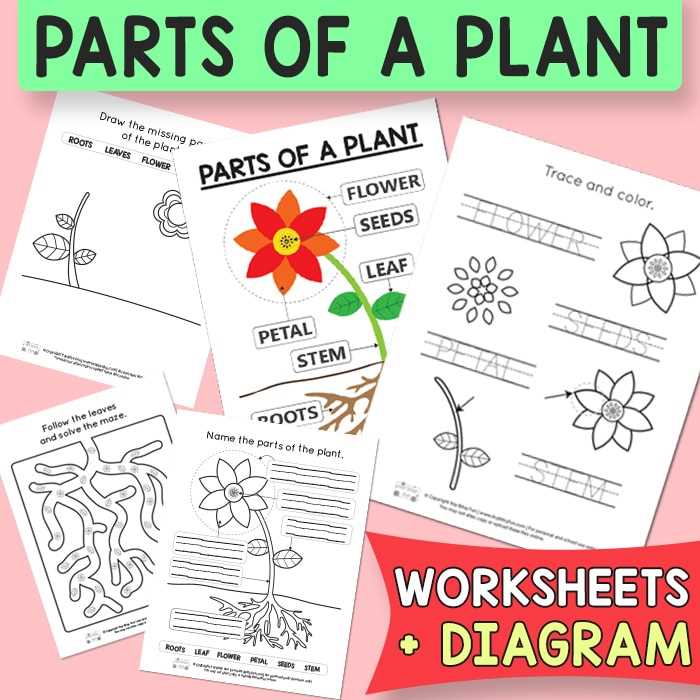 free printable parts of a flower worksheet free printable parts of a flower worksheet