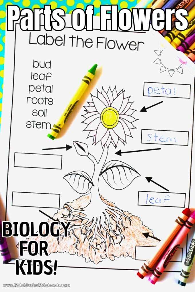free printable parts of a flower worksheet free printable parts of a flower worksheet