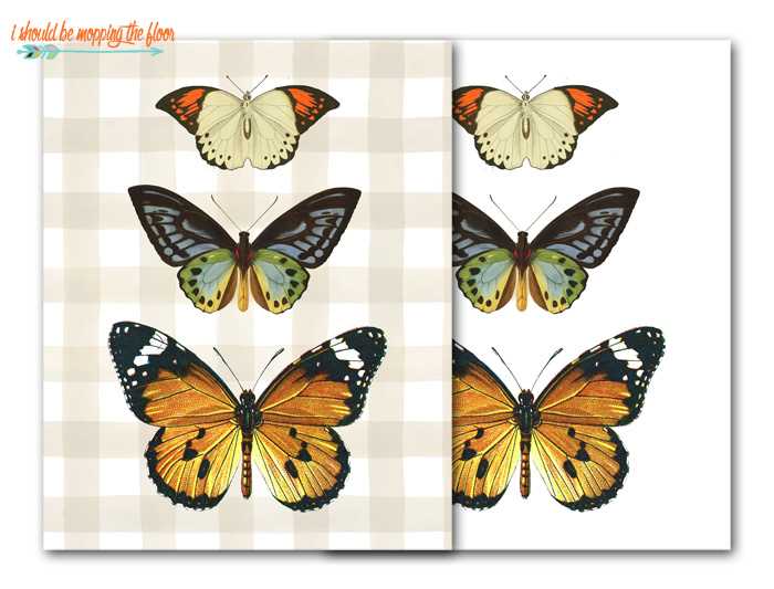 free printable picture of a butterfly