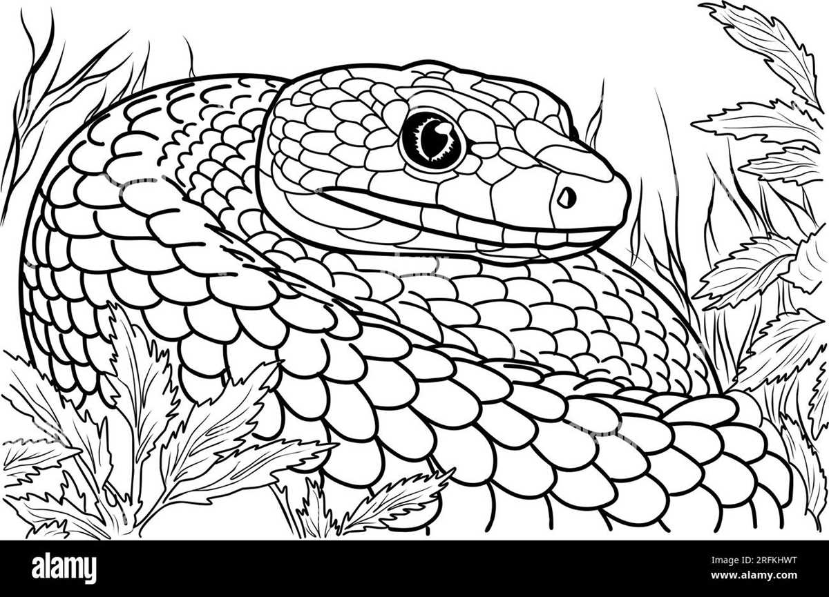 free printable snake coloring page free printable snake coloring page