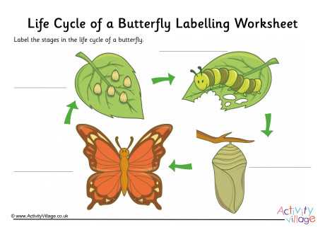 butterfly life cycle worksheet printable