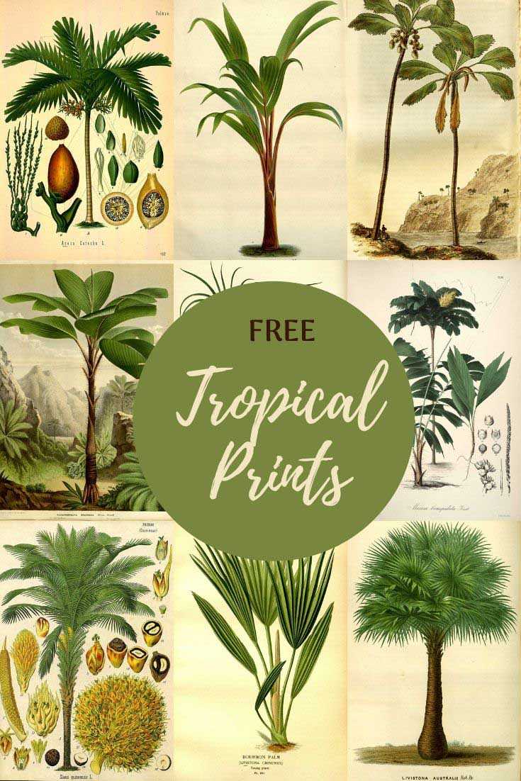 palm tree printable